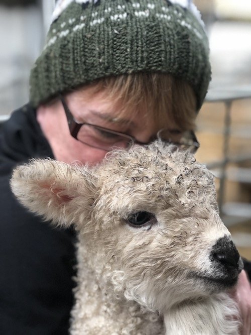 Greyface Dartmoor Sheep Devon